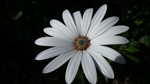 Close-up of white flower blooming outdoors