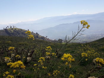 Scenic view of flowering plants against sky