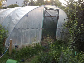 Close-up of plants in greenhouse