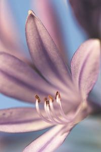 Close-up of purple flowering plant