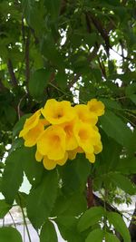 Low angle view of yellow flowers