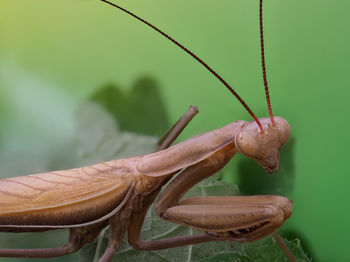 Close-up of insect on plant