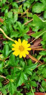 Close-up of yellow flowering plant