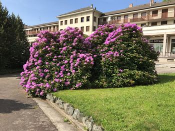 Purple flowers on tree in city