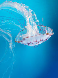 Close-up of jellyfish swimming in sea