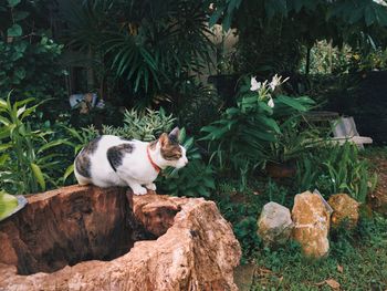 View of a cat on rock