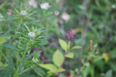 Close-up of flower plant