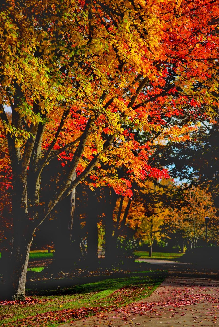 autumn, plant, change, tree, orange color, beauty in nature, growth, plant part, leaf, nature, tranquility, park, branch, no people, day, outdoors, scenics - nature, maple tree, park - man made space, falling, maple leaf, leaves, natural condition, fall, autumn collection