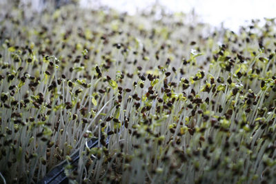 Close-up of crops growing on field