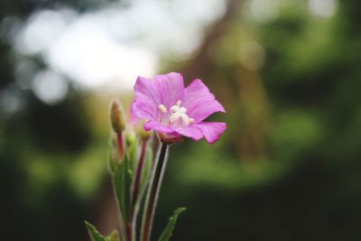 Close-up of pink flowering plant