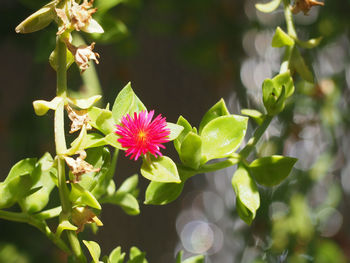 Close-up of pink flowering plant