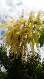 Low angle view of tree against sky