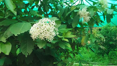 Close-up of flowers blooming outdoors