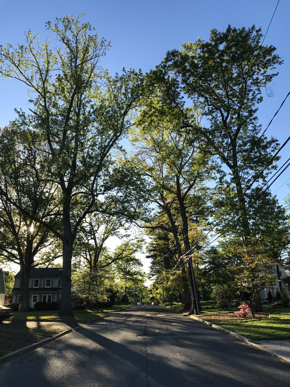 TREES AGAINST SKY