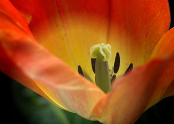 Close-up of orange rose flower