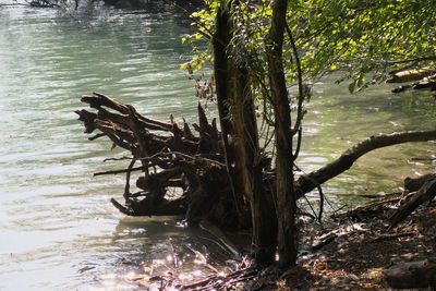 Trees by lake in forest