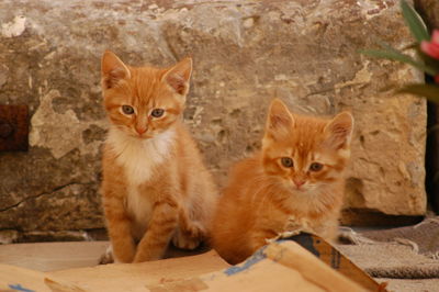 Portrait of cats sitting