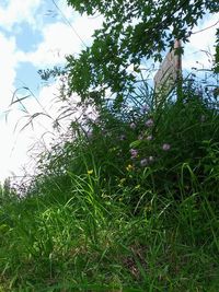 Low angle view of plants against sky