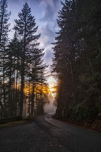 Road amidst trees in forest against sky