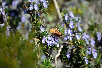 Close-up of bee pollinating on flower