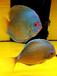 Close-up of fish in aquarium