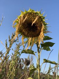 Low angle view of sunflower against clear sky