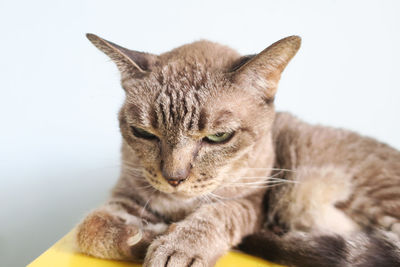 Close-up of tabby cat against white background