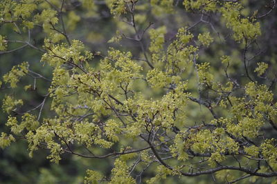 Close-up of flowering plant against trees
