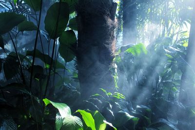 Close-up of plants growing in forest