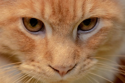 Close-up portrait of a cat