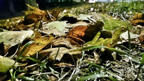 Close-up of grass growing on field