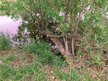 High angle view of trees growing on field