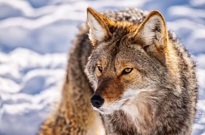 Close-up of wolf on snowy field