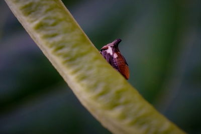 Horned treehopper on yard long bean