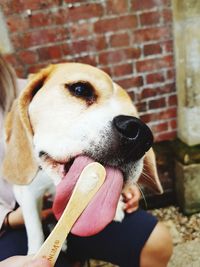 Close-up of dog sticking out tongue against wall