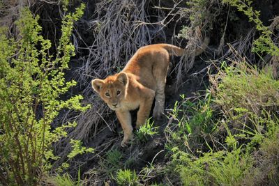 Lion cub on tree