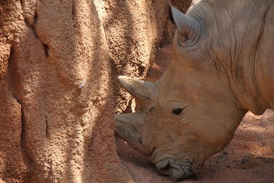 Side view of rhinoceros by rock at zoo