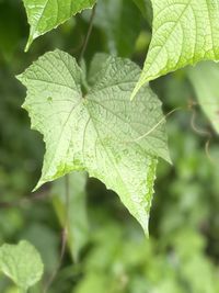 Close-up of green leaves