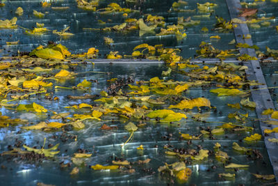 High angle view of yellow flowering plants in water