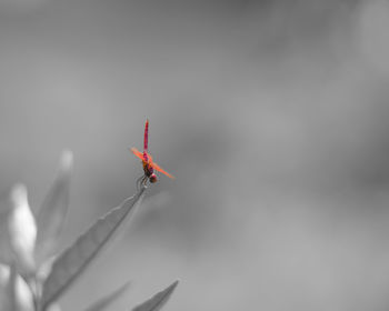 Close-up of insect on red background