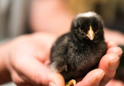 Person hand holding young bird