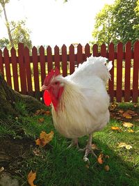 White bird on field