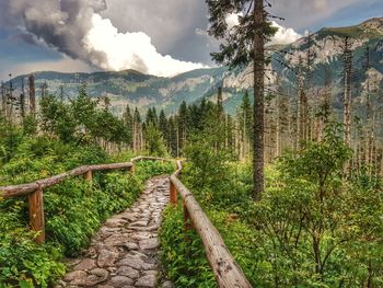 Footpath amidst trees and plants against sky