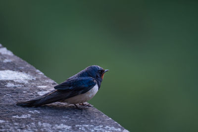 Close-up of barn swallow perching on retaining wall