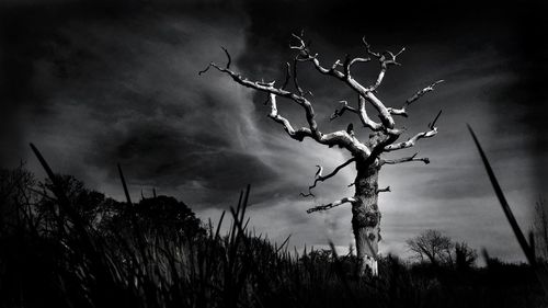 Scenic view of trees against cloudy sky