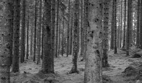 Trees in forest