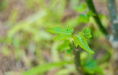 Close-up of green leaf on land