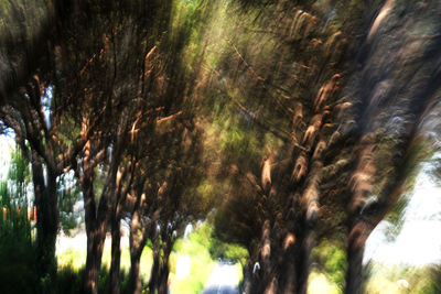 Low angle view of trees in forest