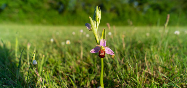 Close up ground level view of wildflower bee orchid, orchids, growing in meadow