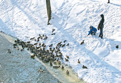 Child feeding ducks on the river in winter